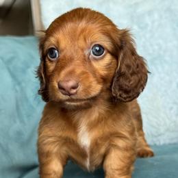 Phoenix AKC 3500.00 - Red male Dachshund puppy in Krum, Texas from Tired Chef Dachshunds