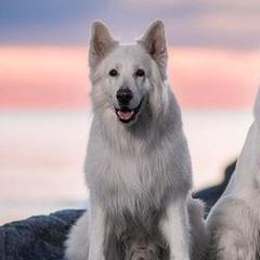 Berger Blanc Suisses from Side by Side