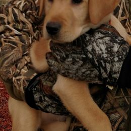 Labrador Retrievers from Black Ice Retrievers