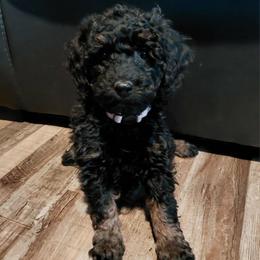 Mindy - Black female Cavapoo puppy in Eau Claire, Wisconsin from Fisher River Doodle's