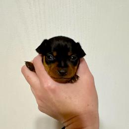 Maggie - Black and rust female Miniature Pinscher puppy in Eatonton, Georgia from TNT Puppies