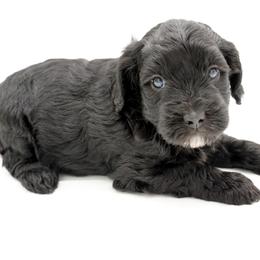 Miss Peach - Black female Goldendoodle puppy in Easley, South Carolina from River Falls Goldendoodles