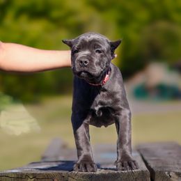 Cane Corso Puppies from Black Knight Cane Corso