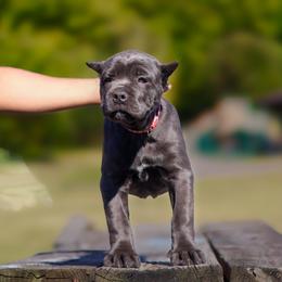 Cane Corso Puppies from Black Knight Cane Corso