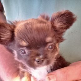 Chihuahuas from PK's Chi's