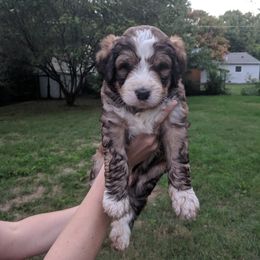 Bernedoodle Puppies from Bernedoodles of the Ozarks