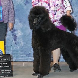Poodles from Krave Kennels