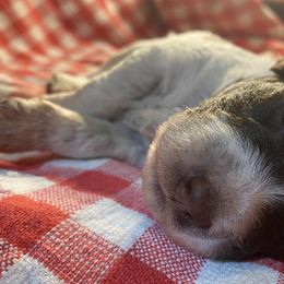 Boy 2 - Brown roan Lagotto Romagnolo puppy in Hendersonville, North Carolina from Wild Goods Lagotti