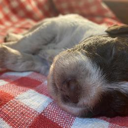 Boy 2 - Brown roan Lagotto Romagnolo puppy in Hendersonville, North Carolina from Wild Goods Lagotti