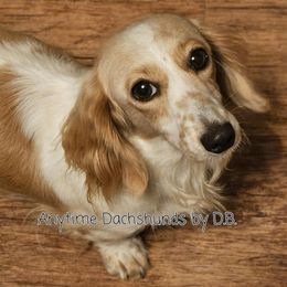 Shilah - Dachshund