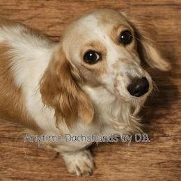 Shilah - Dachshund