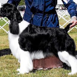 Morgan - English Springer Spaniel
