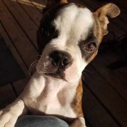 Boston Terriers from Jami's Boston Terriers