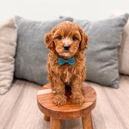 Otis - Red male Cavapoo puppy in Ormond Beach, Florida from Florida Coast Doodles