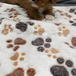 Petey - Ruby male Cavalier King Charles Spaniel puppy in Nevada, Missouri from Lee's Backroad Fur Babies