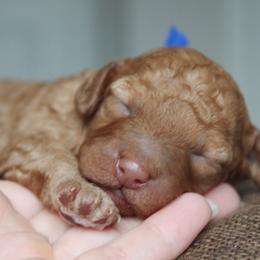 Poodle Puppies from Bruno & Co. Puppies