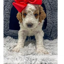 Roxy - Parti female Goldendoodle puppy in State Road, North Carolina from Must Love Doodles