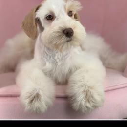 Kamari - Miniature Schnauzer