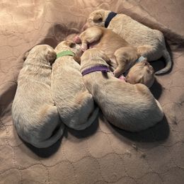 Goldendoodle Puppies from Grandview Goldendoodles