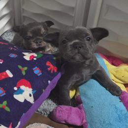 Girl 4 - Blue female French Bulldog puppy in Colorado from NOCO French Bulldogs