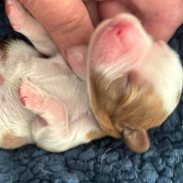 Blue Puppy - Blenheim male Cavalier King Charles Spaniel puppy in University Place, Washington from Crosby's Cavaliers