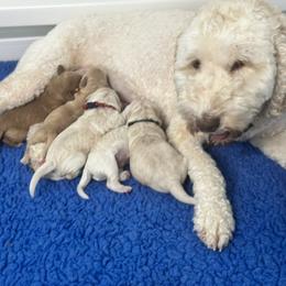 Red - Caramel male Australian Labradoodle puppy in Milton, North Carolina from Good Day Doodles