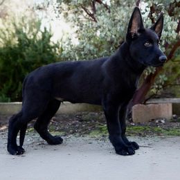 Kratos - Black male German Shepherd puppy in Coarsegold, California from Yosemite Shepherds