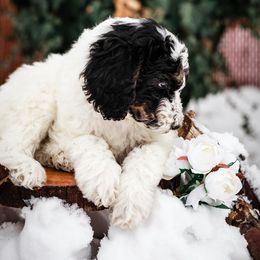 "Naan" Bearded Retriever, Bernedoodle, and Poodle Puppies from Doodle Belle Puppy