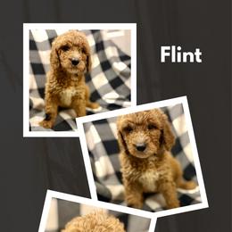 Flint - Apricot male Goldendoodle puppy in Bluefield, Virginia from Love on a Leash