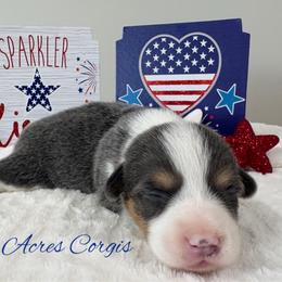 Breezy - Gray and white female American Corgi puppy in White Hall, Maryland from Folly Acres Corgis