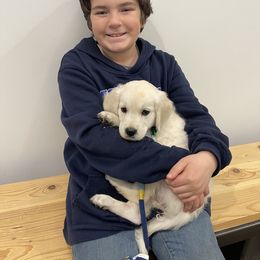 Golden Retriever Puppies from Snow Walker Goldens