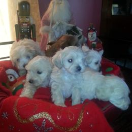 Maltipoo and Poodle Puppies from Kack's Poos