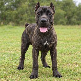 Brown Collar Boy - AKC and ICCF - Keke x Fumo - Black brindle male Cane Corso puppy in Gorman, Texas from McOmber Country Kennels