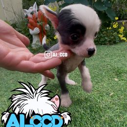 Jerry - White and black Chinese Crested puppy in San Francisco, California from Aj_CCD