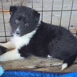 Cooper - Black and white male Shetland Sheepdog puppy in Luray, Missouri from Krayola Shelties