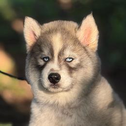 Male 2 - Agouti and white male Siberian Husky puppy in Perkins, Oklahoma from A-Dream Pomsky Kennel