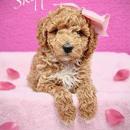 Bernedoodle, Goldendoodle, and Poodle Puppies from Kingdom Kennels