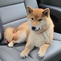 Milo - Shiba Inu