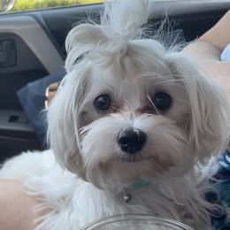 George - Maltese