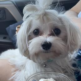 George - Maltese