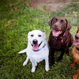 Double Doodle and Labrador Retriever All Grown Up from McCreary Highlander Labradors