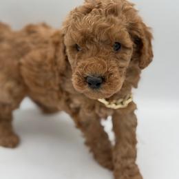 Corduroy - Cream Poodle puppy in New Jersey from Lavishly Loved Pets LLC