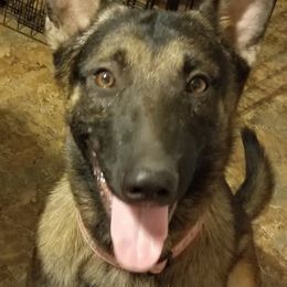Belgian Malinois and German Shepherd All Grown Up from Von Kecohaus Kennels