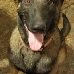 Belgian Malinois and German Shepherd All Grown Up from Von Kecohaus Kennels