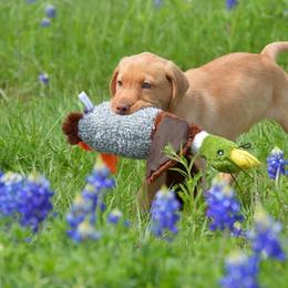 French Bulldog, Golden Retriever, and Labrador Retriever Puppies from Trigger Time Kennels