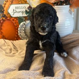 Moon-Girl 6 - Black female Poodle puppy in Calimesa, California from Teakwood Poodles of SoCal