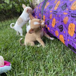 Chihuahua Puppies from Cloud9 Chihuahuas