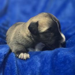 Anatolian Shepherd Dog Puppies from Florida Anatolian Shepherds