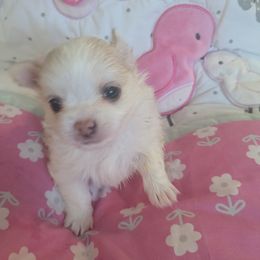 Chihuahua Puppies from Pampered Chihuahuas