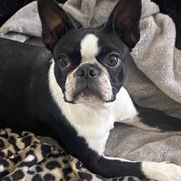 Violet - Boston Terrier